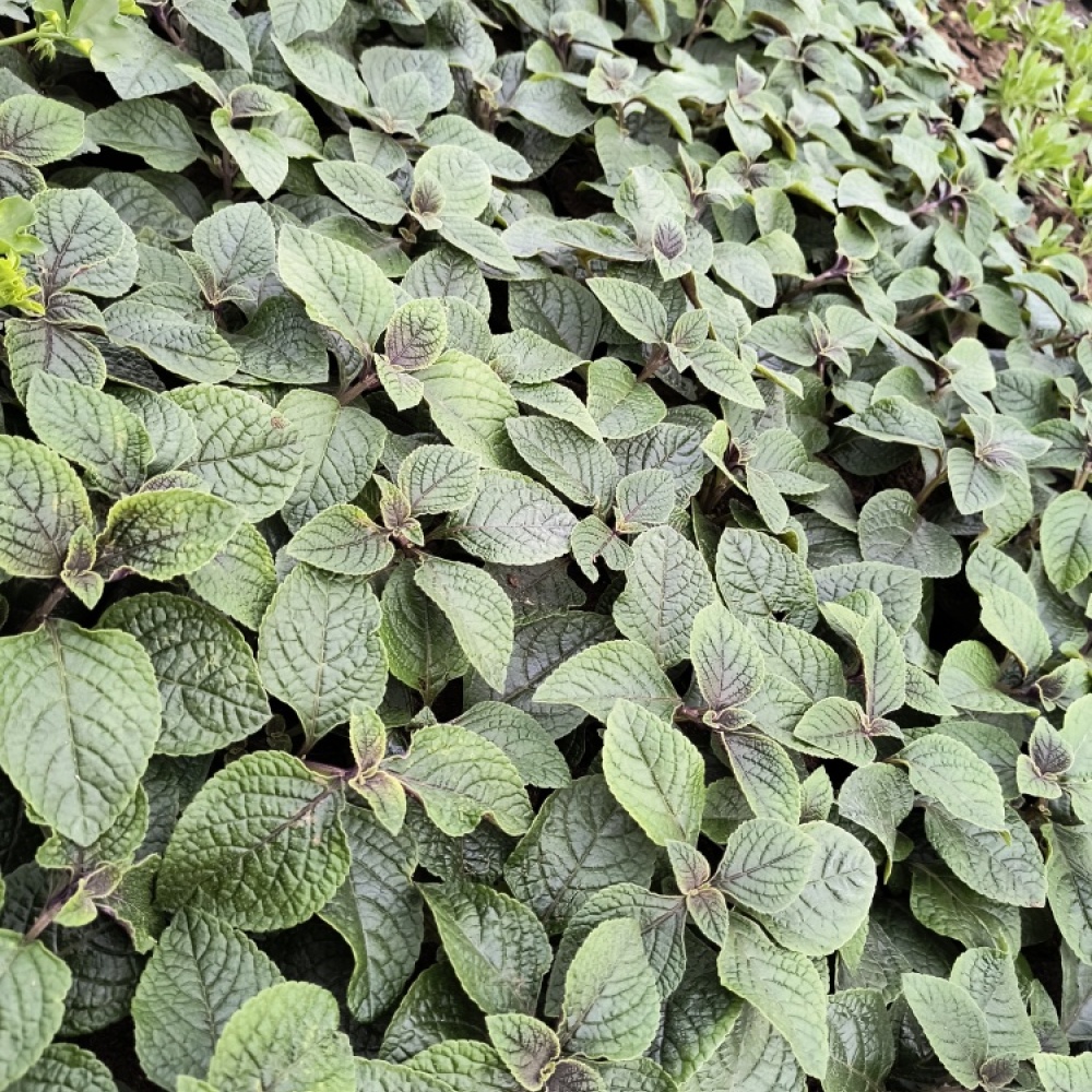 img_20240415_151547568