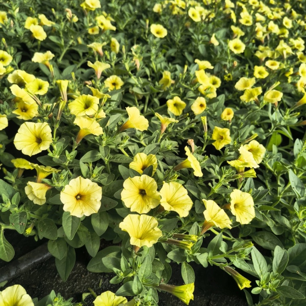 img_20250506_153350362_hdr