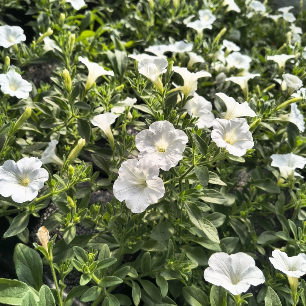 img_20250506_153358160_hdr