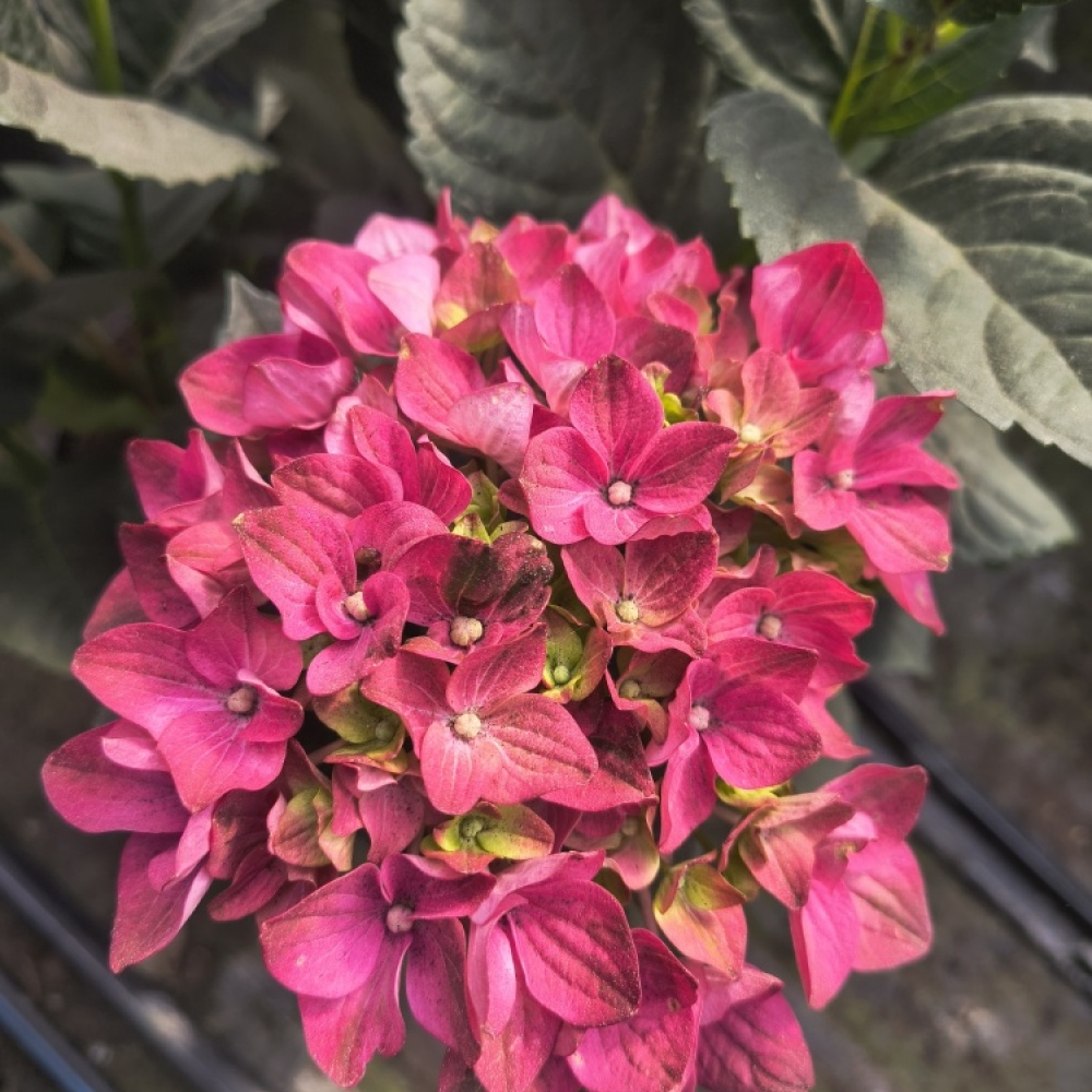 img_20260602_162140384_hdr