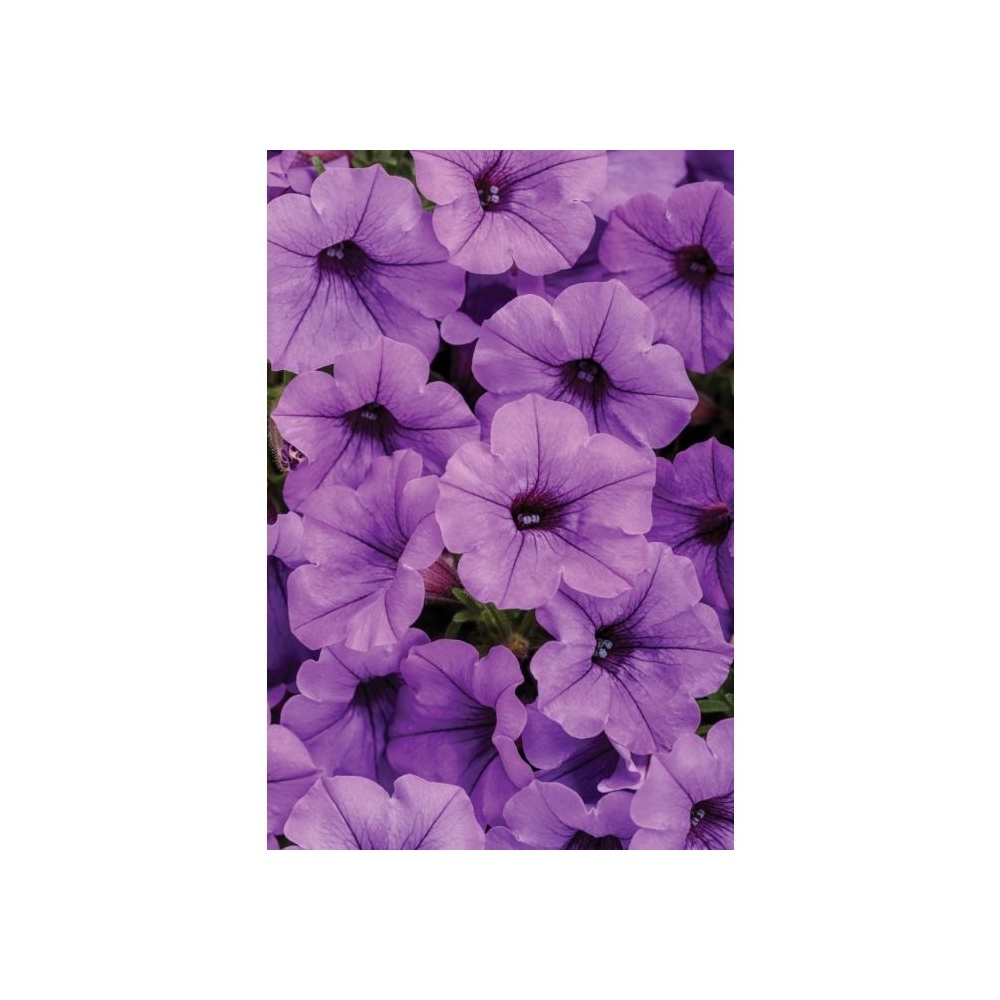 mini_vista_blue_violet_1