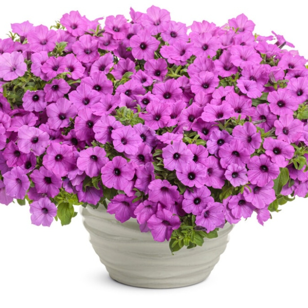 petunia_supertunia_vista_jazzberry_mono