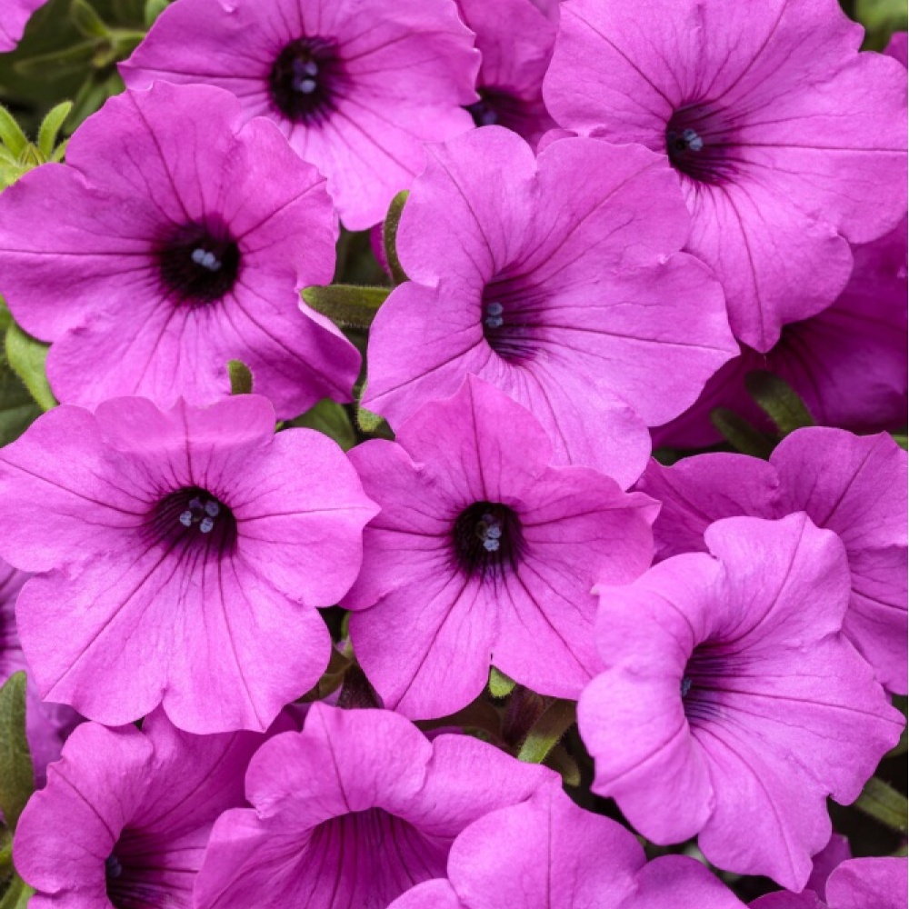 petunia_supertunia_vista_jazzberry_tag