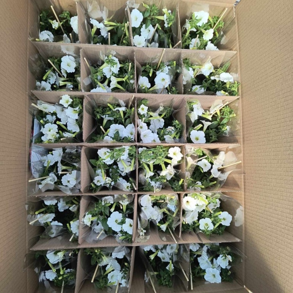 received_1385898015766330