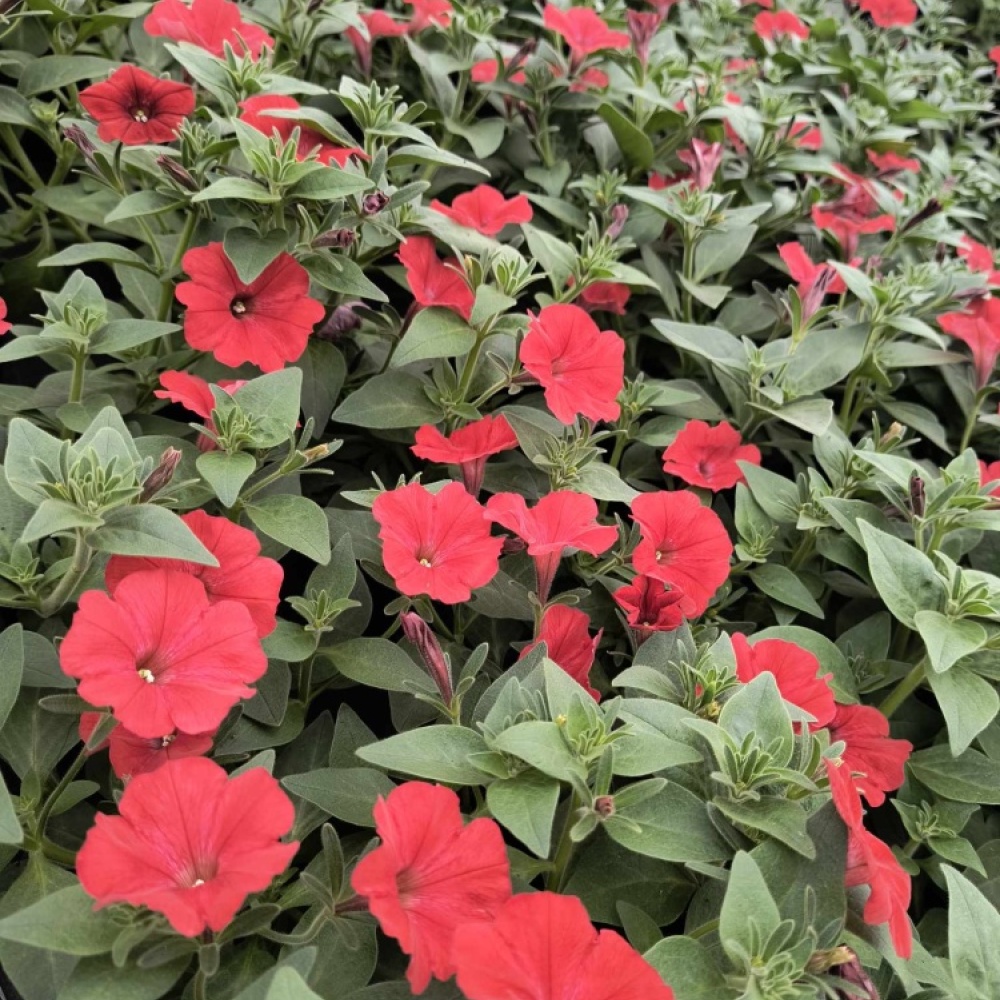 received_1739934153403237