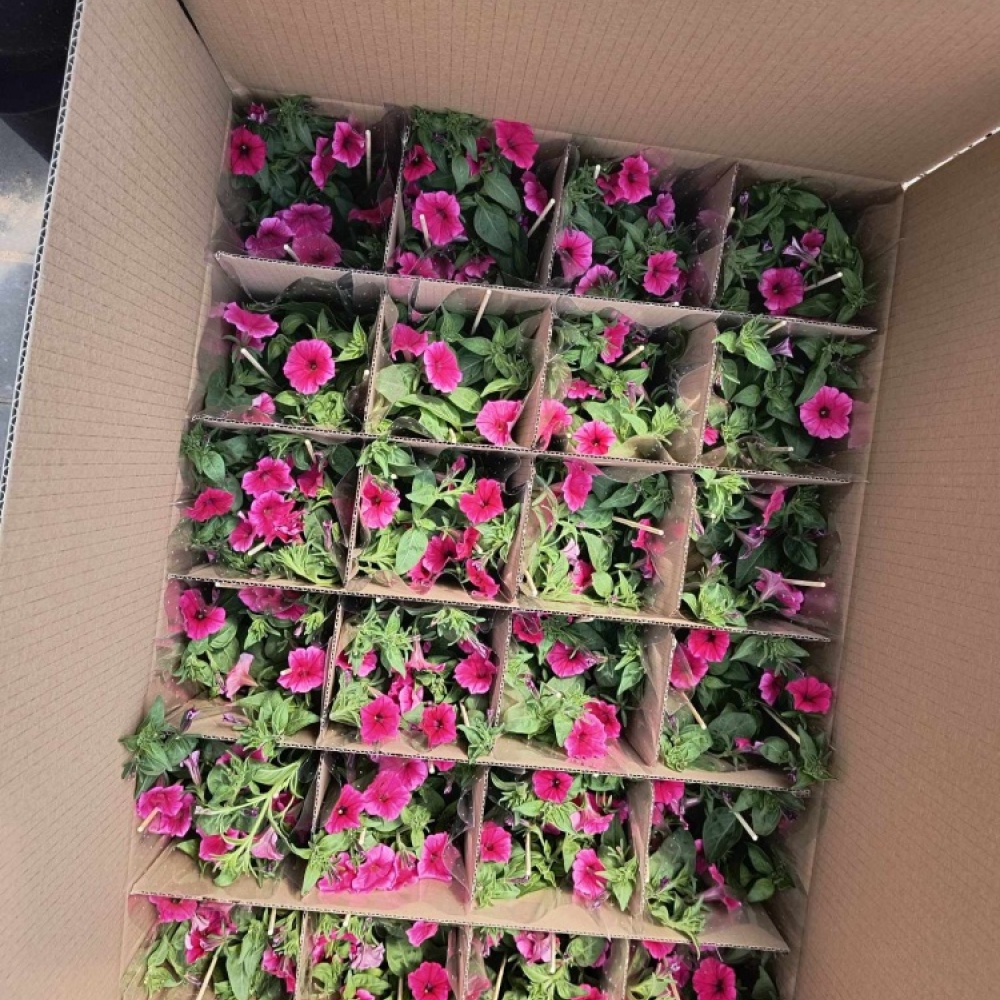 received_3854596834855112