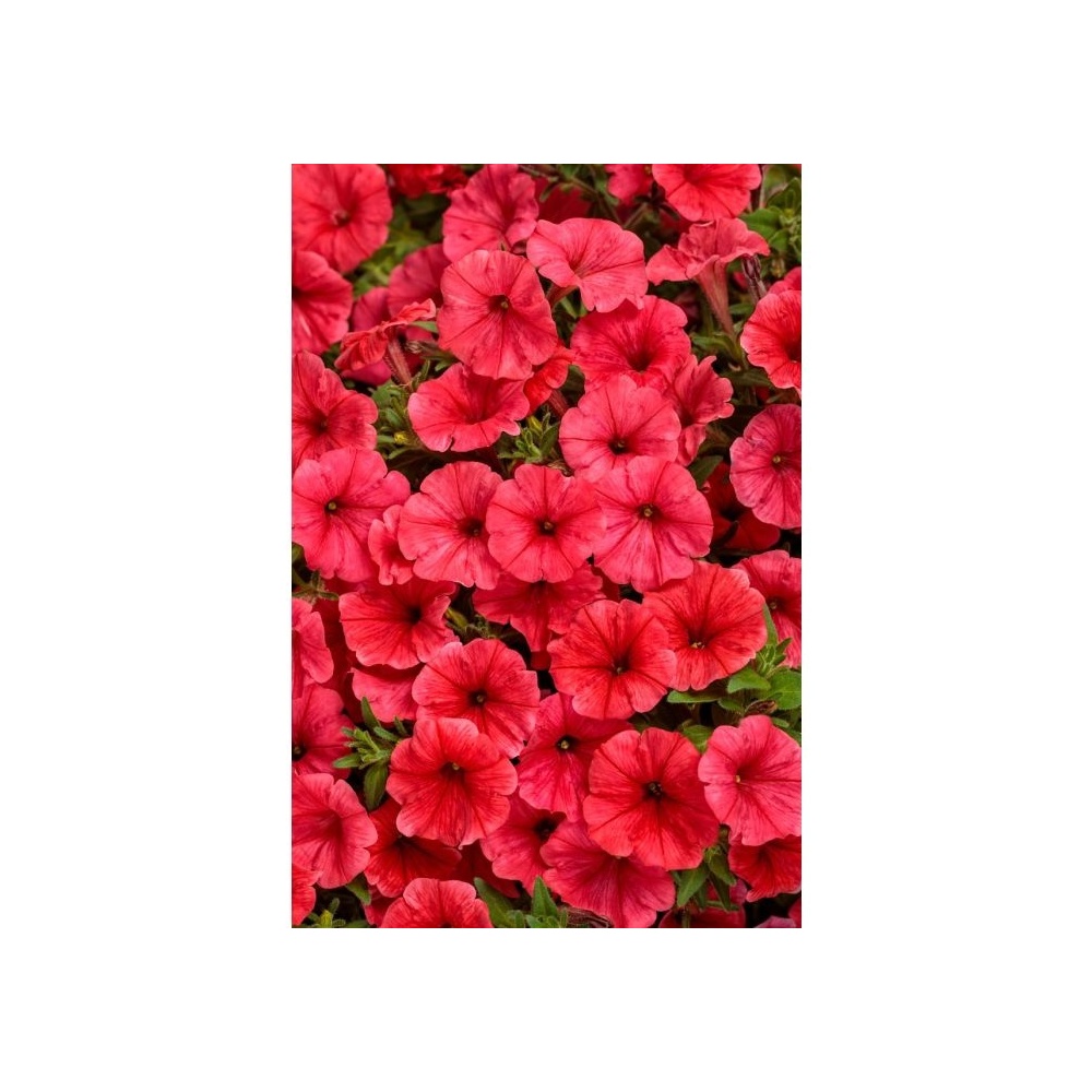 supertunia_mini_vista_coral__czka_1