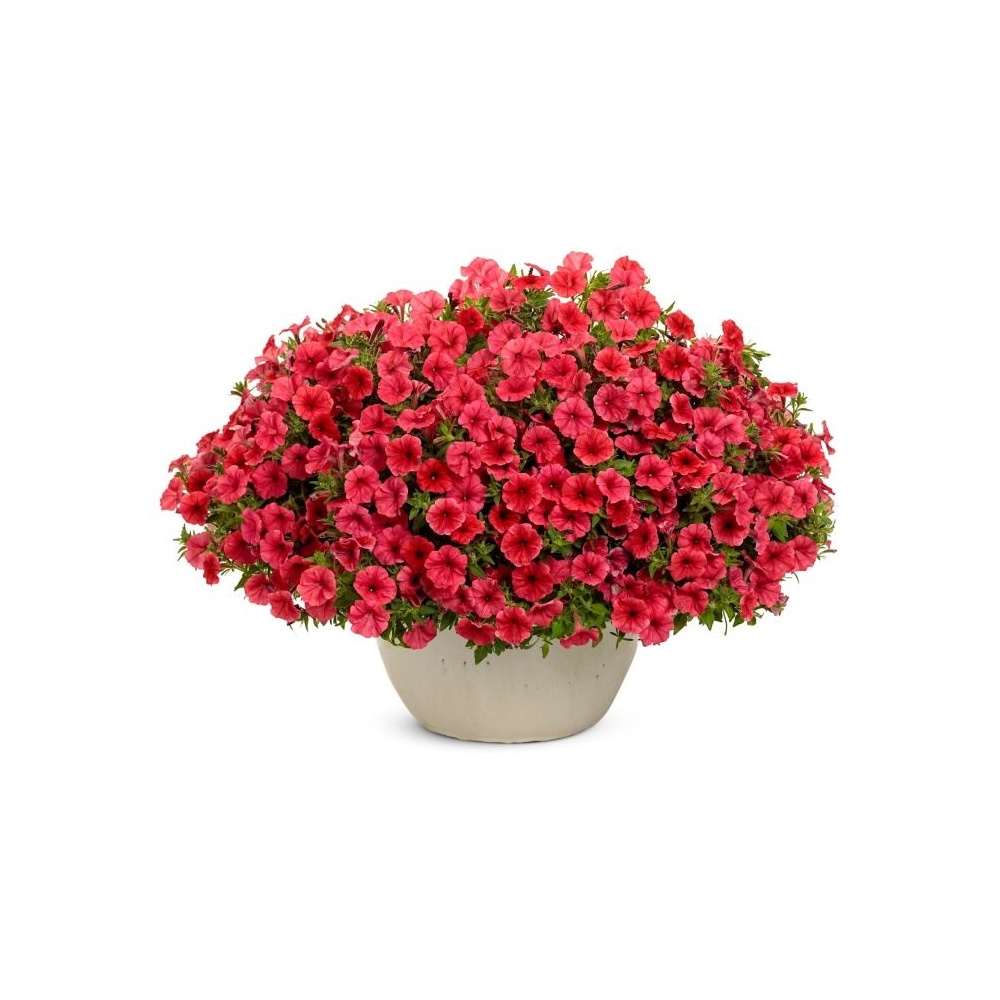 supertunia_mini_vista_coral_donica_1