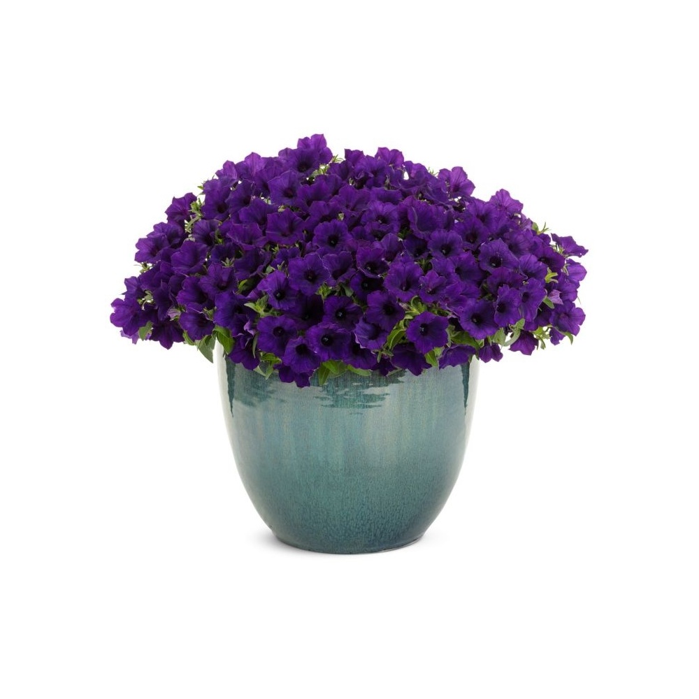 supertunia_mini_vista_ultramarine_mono