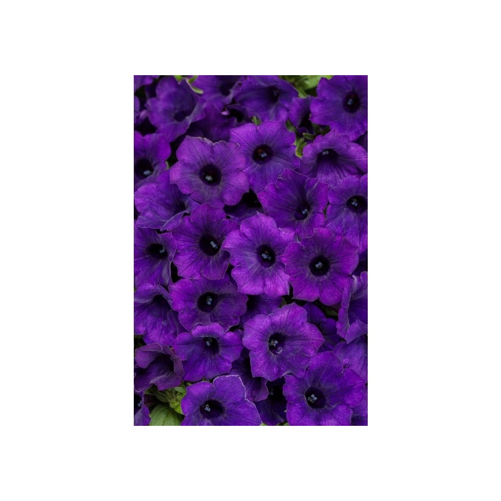 supertunia_mini_vista_ultramarine_tag