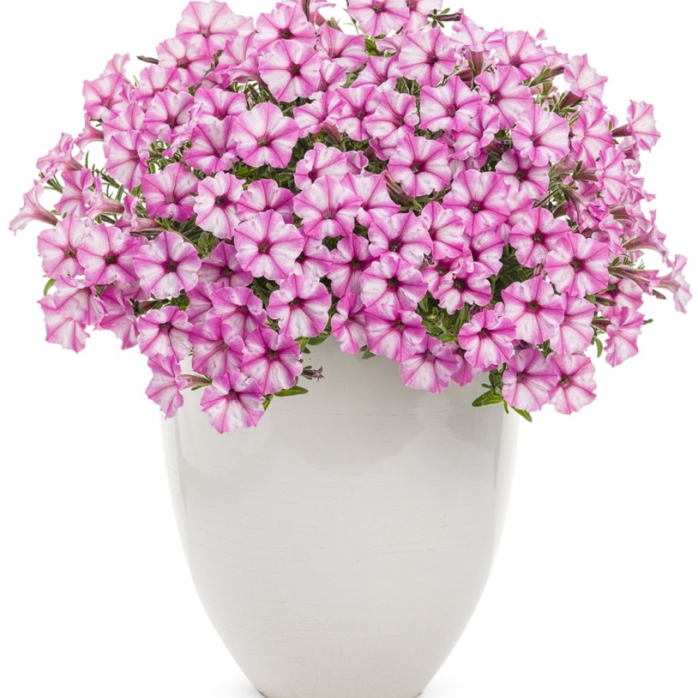 supertunia_pink_star_charm_beautymono