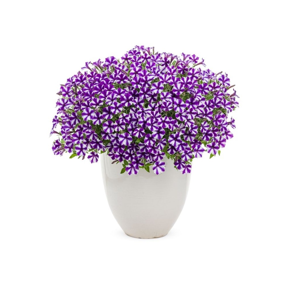 supertunia_violet_star_charm_beautymono