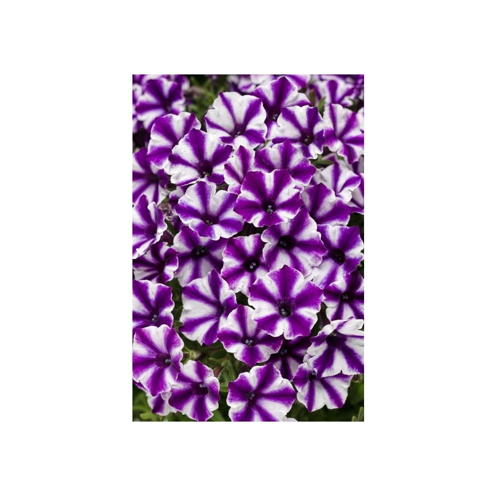 supertunia_violet_star_tagimage