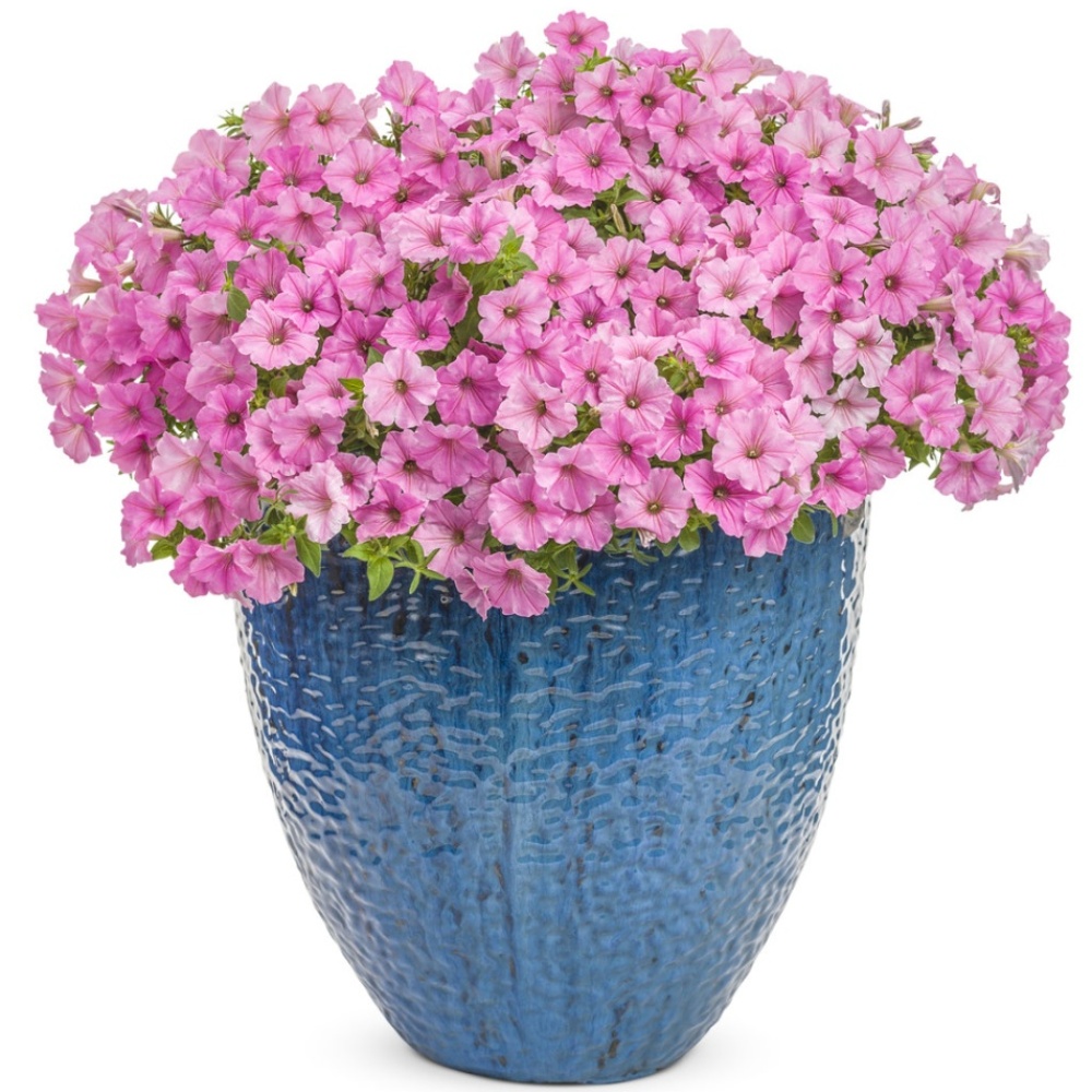 supertunia_vista_bubblegum_03