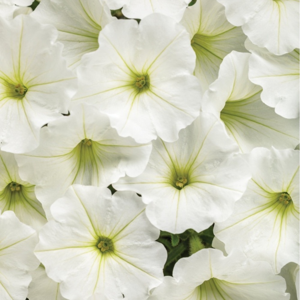 supertunia_vista_snowdrift