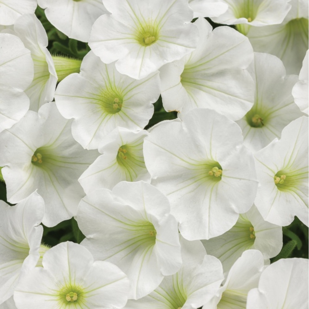supertunia_white_charm