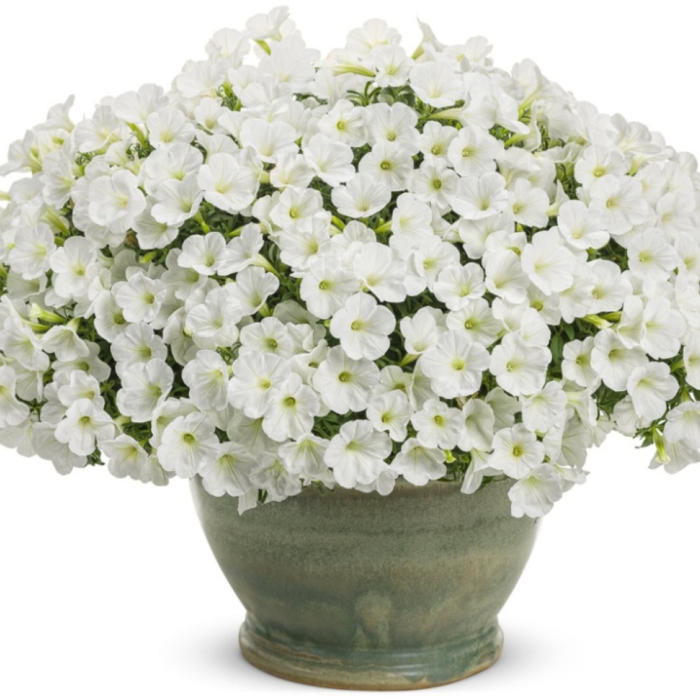 supertunia_white_charm_mono