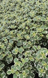 img_20240415_151558115_hdr