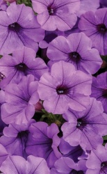 mini_vista_blue_violet_1