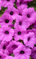 petunia_supertunia_vista_jazzberry_tag