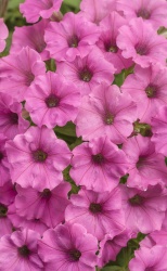 supertunia_hot_pink_charm_tag