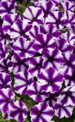 supertunia_violet_star_tagimage