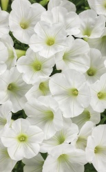 supertunia_white_charm