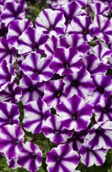 supertunia_violet_star_tagimage
