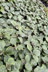 img_20240415_151547568