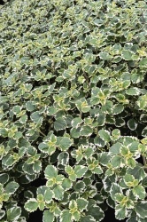 img_20240415_151558115_hdr