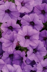 mini_vista_blue_violet_1