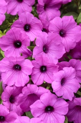 petunia_supertunia_vista_jazzberry_tag