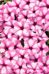 supertunia_mini_vista_pink_star_tag_1