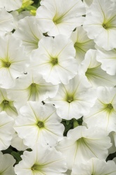 supertunia_vista_snowdrift