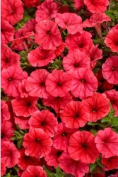 supertunia_mini_vista_coral__czka_1