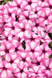 supertunia_mini_vista_pink_star_tag_1