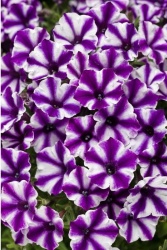 supertunia_violet_star_tagimage