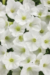 supertunia_white_charm