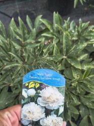 img_20260528_112546609_hdr