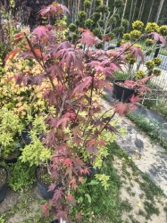 img_20260602_132634807_hdr