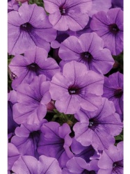 mini_vista_blue_violet_1