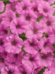 supertunia_hot_pink_charm_tag