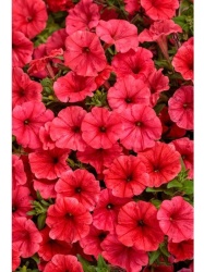 supertunia_mini_vista_coral__czka_1