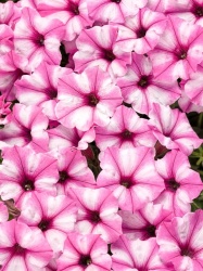 supertunia_mini_vista_pink_star_tag_1