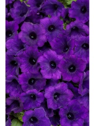 supertunia_mini_vista_ultramarine_tag