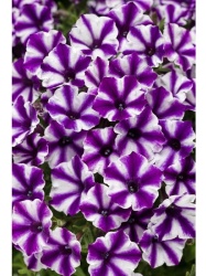 supertunia_violet_star_tagimage