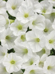 supertunia_white_charm