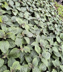 img_20240415_151547568