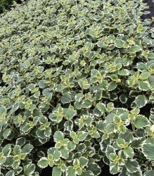 img_20240415_151558115_hdr