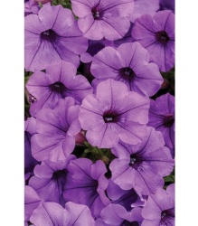 mini_vista_blue_violet_1